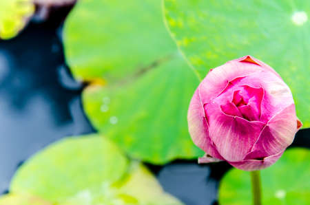 Asian Pink Lotus Flowers in the Pond on lotus leaf backgroundの写真素材
