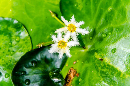 Close up little white lotus blossom in swamp: lotus and swamp backgroundの写真素材