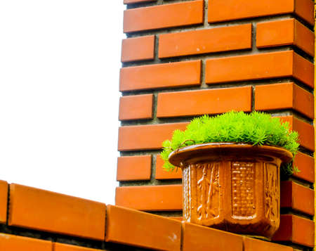 Green gress in ceramic pot on the wallの写真素材