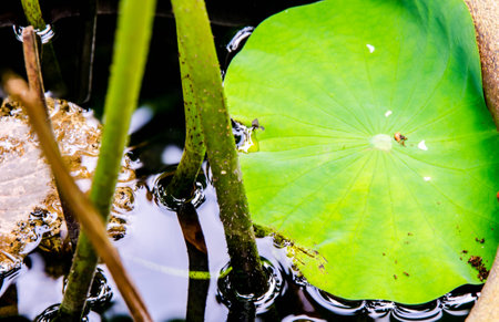 Close up lotus leaf on the black swampの写真素材