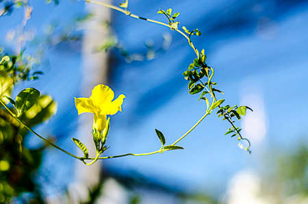 fresh and green leaves on blue sky backgroundの写真素材