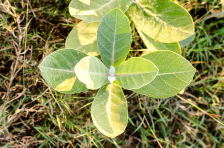 Close up the green leaf and rice field