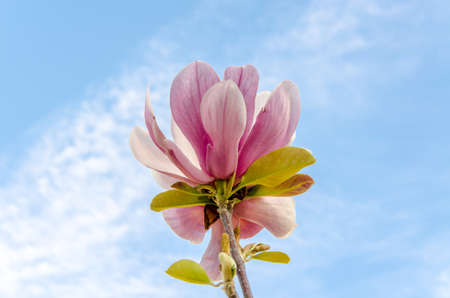 Cluse up Sakura flower on blue sky.の写真素材