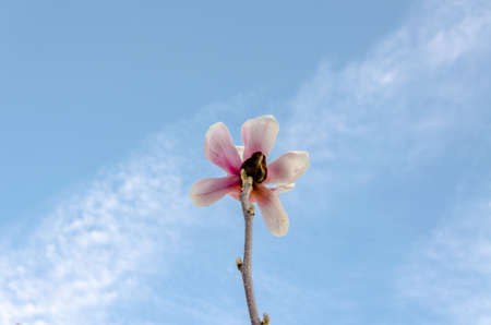Cluse up Sakura flower on blue sky.の写真素材