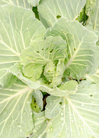 Fresh and green cabbage in garden.の写真素材