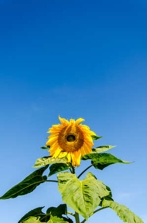 sunflower field over cloudy blue sky and bright sun lightsの写真素材