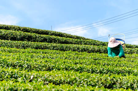 green tea plantation landscapeの写真素材