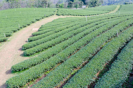 green tea plantation landscapeの写真素材
