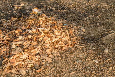 Brown fallen leaves laying on the ground.の写真素材