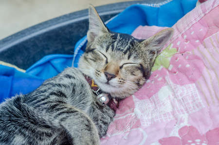 Cat sleepの写真素材