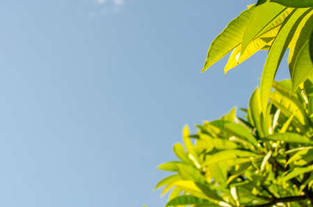 Green leaves and blue sky in morning for background.の写真素材