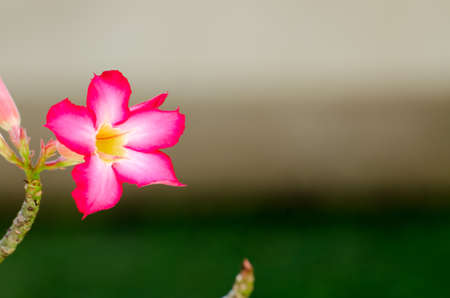 fresh and red flower green leaves on backgroundの写真素材