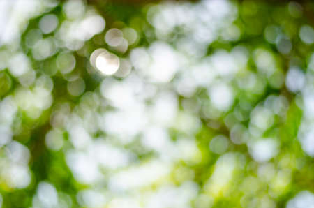 Abstract blur of natural outdoors bokeh in green and yellow tonesの写真素材