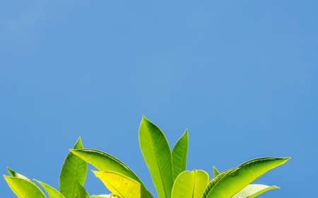 Green leaves and blue sky in morning for background and space for textの写真素材
