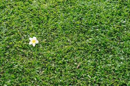 fresh and green leaves on backgroundの写真素材