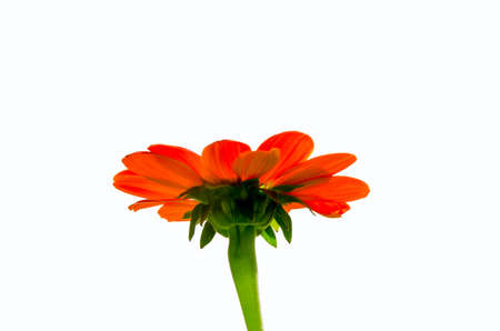 Zinnia elegans flowers on white backgroundの写真素材