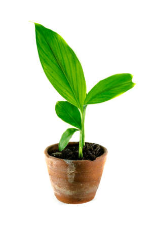 Fresh small tree in the pot on white backgroundの写真素材