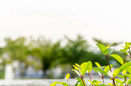 vintage leaves backgroundの写真素材