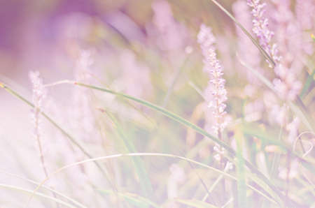 soft focused of pink flowers on summer season backgrounds soft focused conceptblurred conceptの写真素材