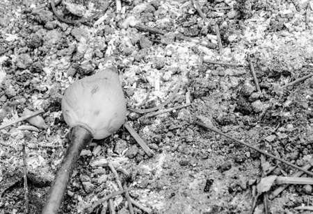 Black and White lotus flower at Wat Phra That Phanom Nakhon Phanom Province northeastern Thailand.