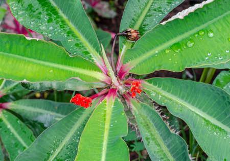 Green leaf and water drop after rain timeの写真素材