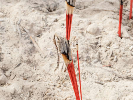 Burning incense in Thai temple, Thailandの写真素材