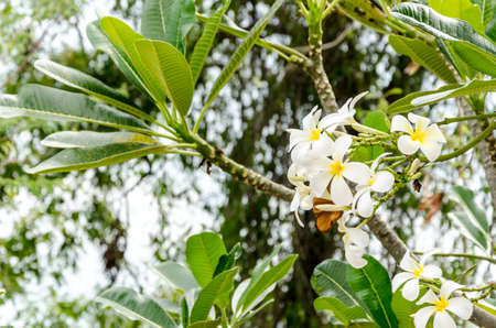 fresh of flowers and green leaves on green backgroundの写真素材