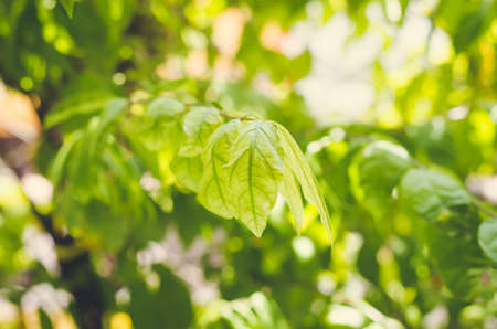 fresh condition and blur green leaves on green background
