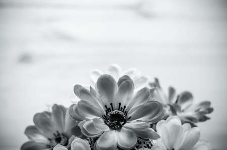 Flowers and pot on the office desk. Black and White toneの写真素材
