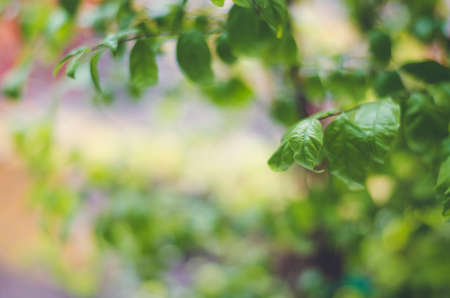 Fresh condition and blur green leaves on green background: Cinematic toneの写真素材