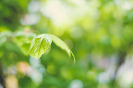 Fresh condition and blur green leaves on green background: Cinematic toneの写真素材
