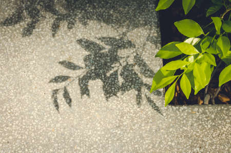 vintage green leaf on concrete boxの写真素材