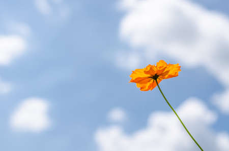 Cosmos flower under blue sky in summer time