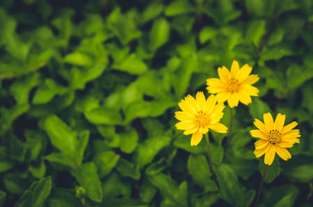 Fresh yellow flower on moody background: vintage toneの写真素材
