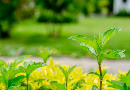 fresh green background on the gardenの写真素材