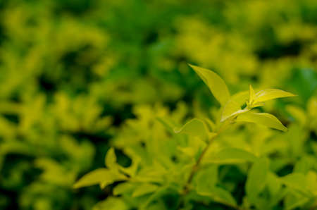 Blur green leaf on moody backgroundの写真素材