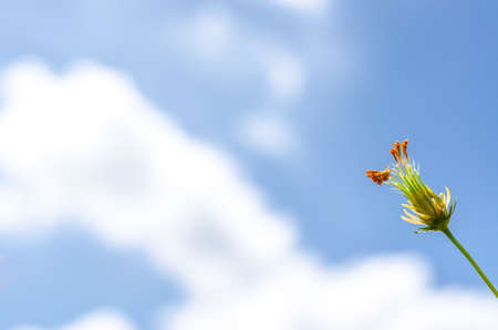 Cosmos flower under blue sky in summer timeの写真素材