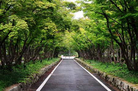 Walk way in green garden: nature backgroundの写真素材