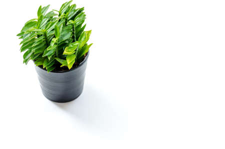 Fresh condition with small tree on backgroundの写真素材