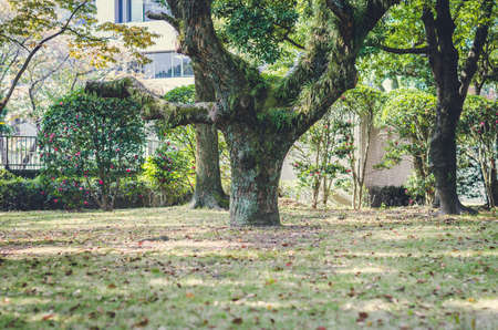 Blurry of tree in the garden, Japan