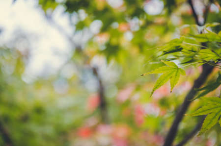 abstract blur leaf on the autumn timeの写真素材