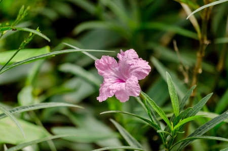 Purple flower over the green background