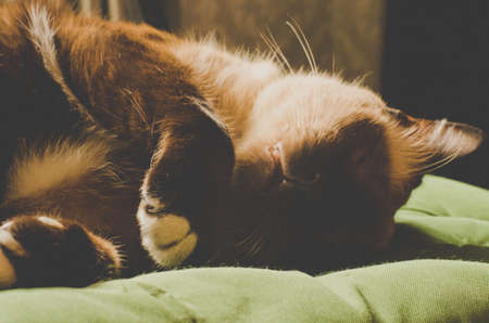 portrait home gray cat resting in a sofa: vintage toneの写真素材