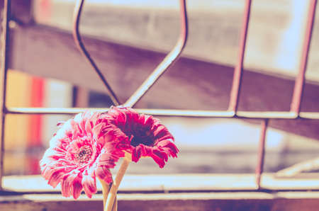 Beautiful artificial flowers on wooden background: vintage toneの写真素材