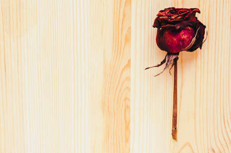 Dry rose signifies lost love, bad valentine, broken heart: vintageの写真素材