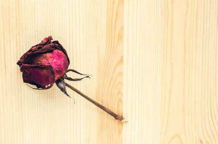 Dry rose signifies lost love, bad valentine, broken heart: vintageの写真素材