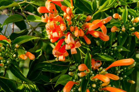 Trumpet flower or Flame flower in the garden