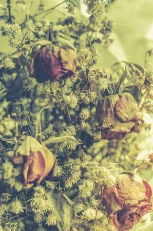 dry rose signifies lost love, bad valentine bad relationship: vintage toneの写真素材