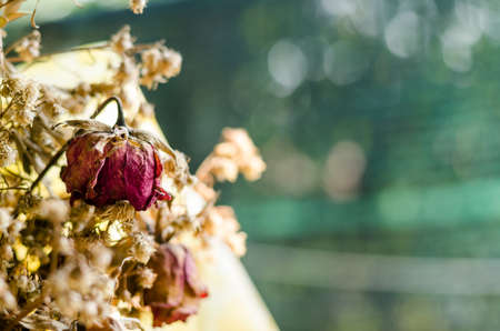 dry rose signifies lost love, bad valentine bad relationshipの写真素材