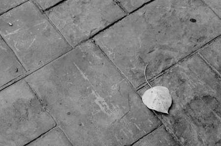 Black and white abstract leaf on brick wall backgroundの写真素材
